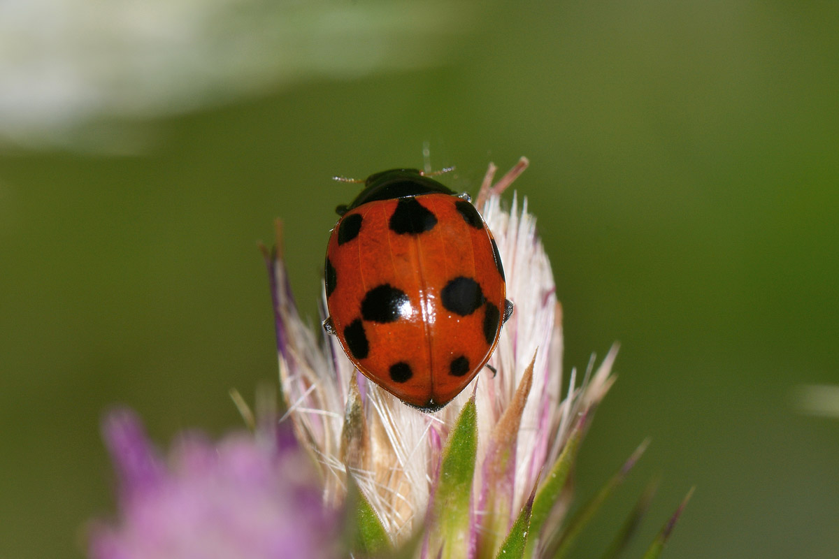 Coccinella undecimpunctata? No, Ceratomegilla undecimnotata